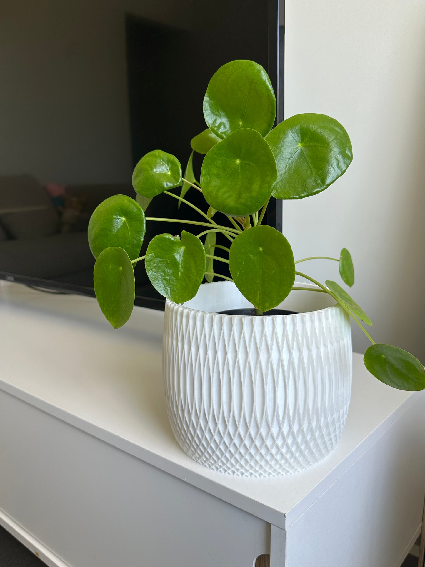 [LIMITED] Textured Indoor Planter Pot