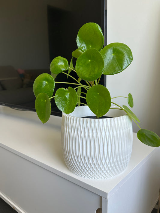 [LIMITED] Textured Indoor Planter Pot