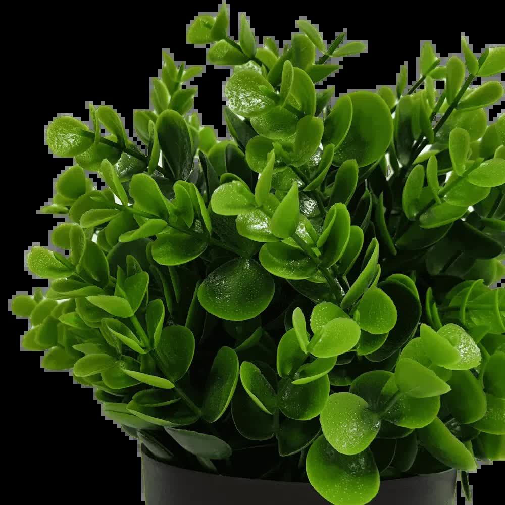 Small Potted Artificial Peperomia Plant UV Resistant 20cm