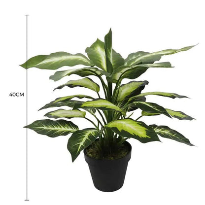 Leopard Lily (Dieffenbachia) with Pot 40cm